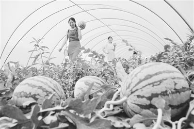 科技賦能，模式創新 牧原食品現代化高效農業示范園的技術推廣之路